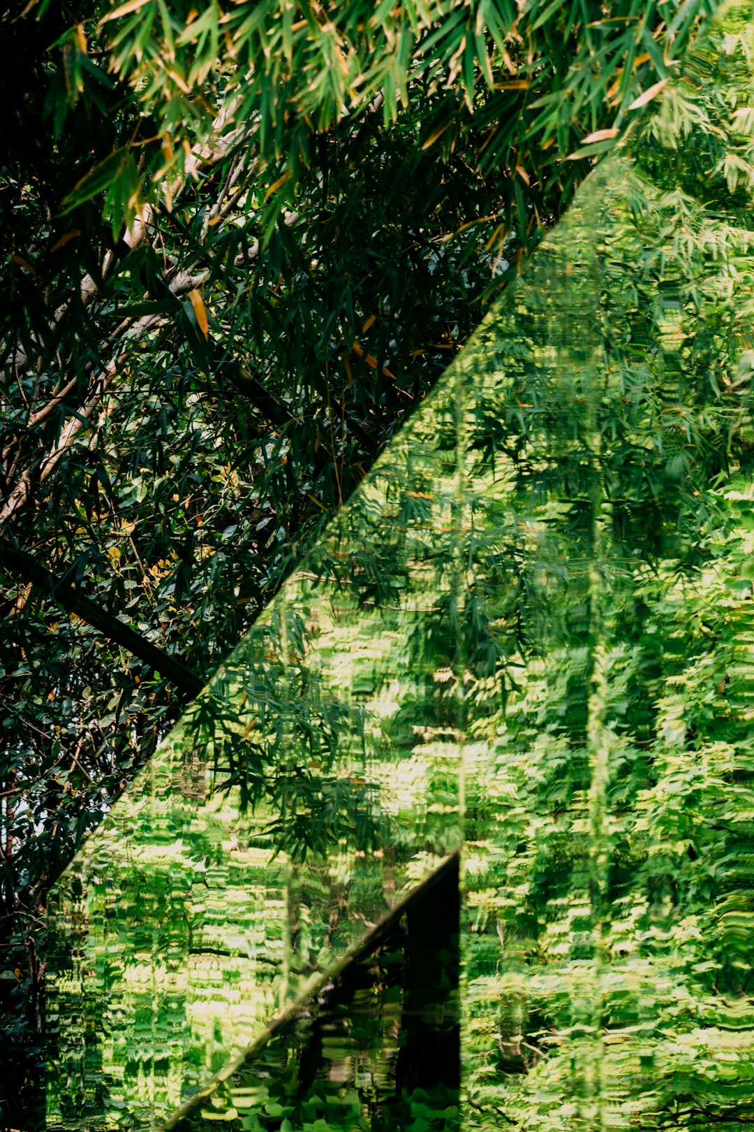 Trees in the mirror surface